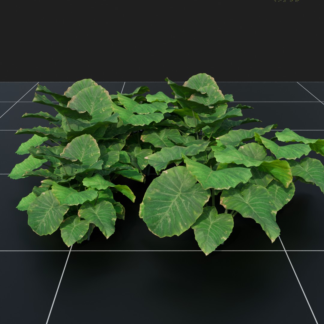 Elephant Ear